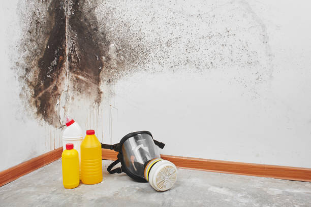 Reliable Camino, CA Mold Removal Solutions