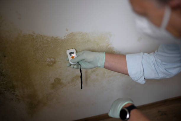 Best Certified Mold Removal  in Mino, CA