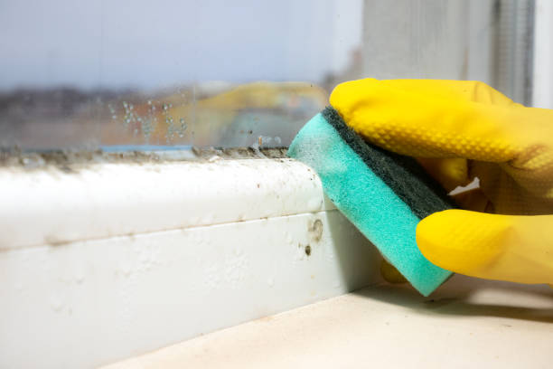 Best Residential Mold Removal  in Mino, CA