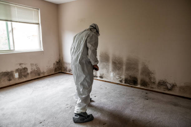 Best Mold Testing  in Mino, CA