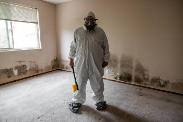 Best Attic Mold Removal  in Mino, CA