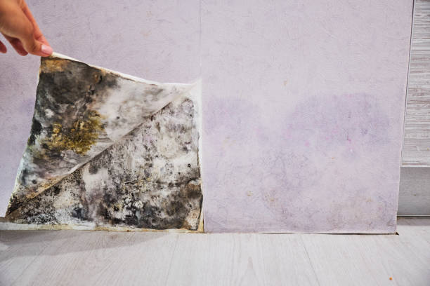 Best Mold Damage Repair  in Mino, CA